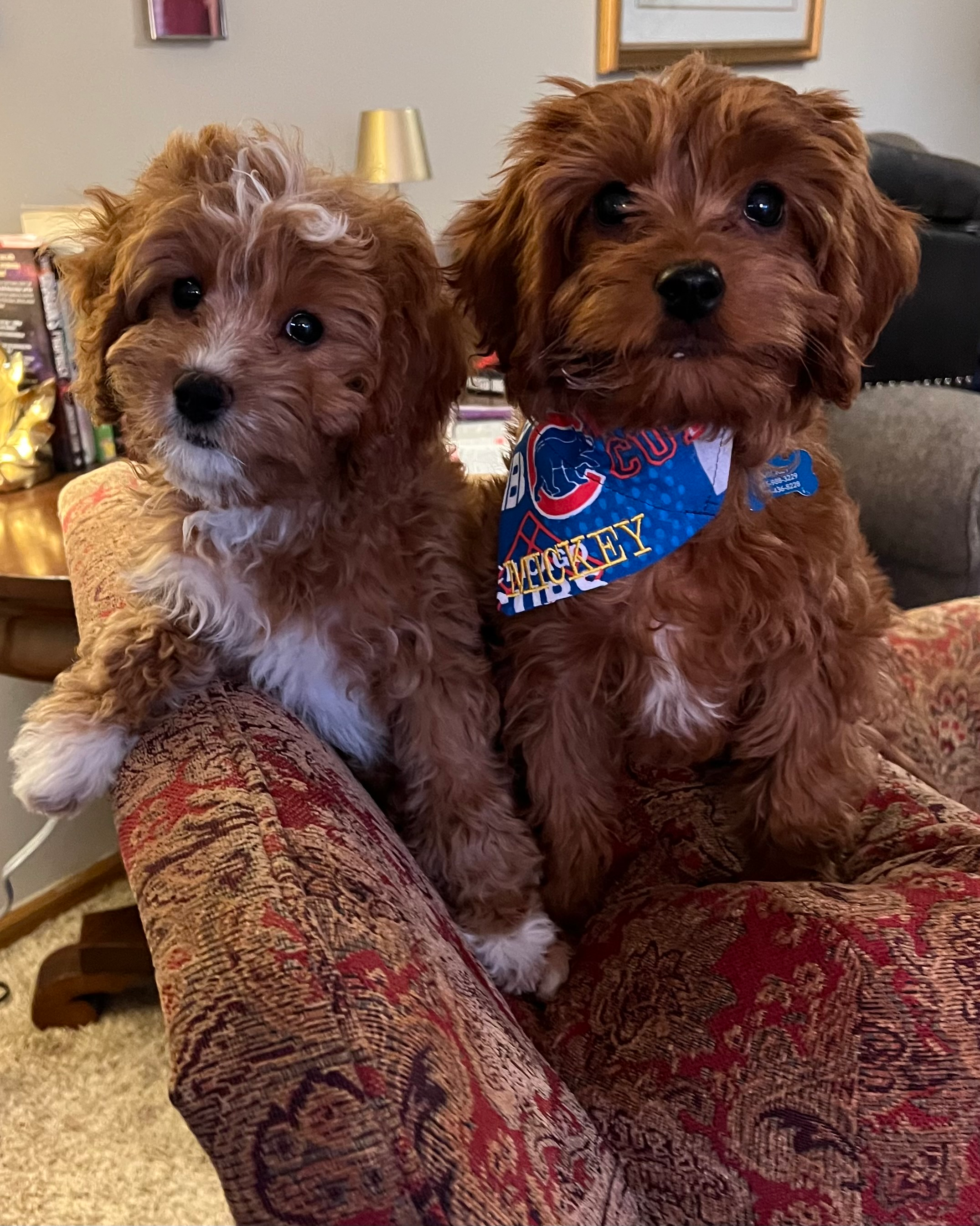 Funny Cavapoo Poodle Mix Pup