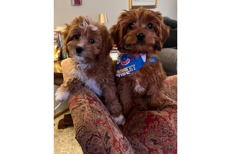 Funny Cavapoo Poodle Mix Pup