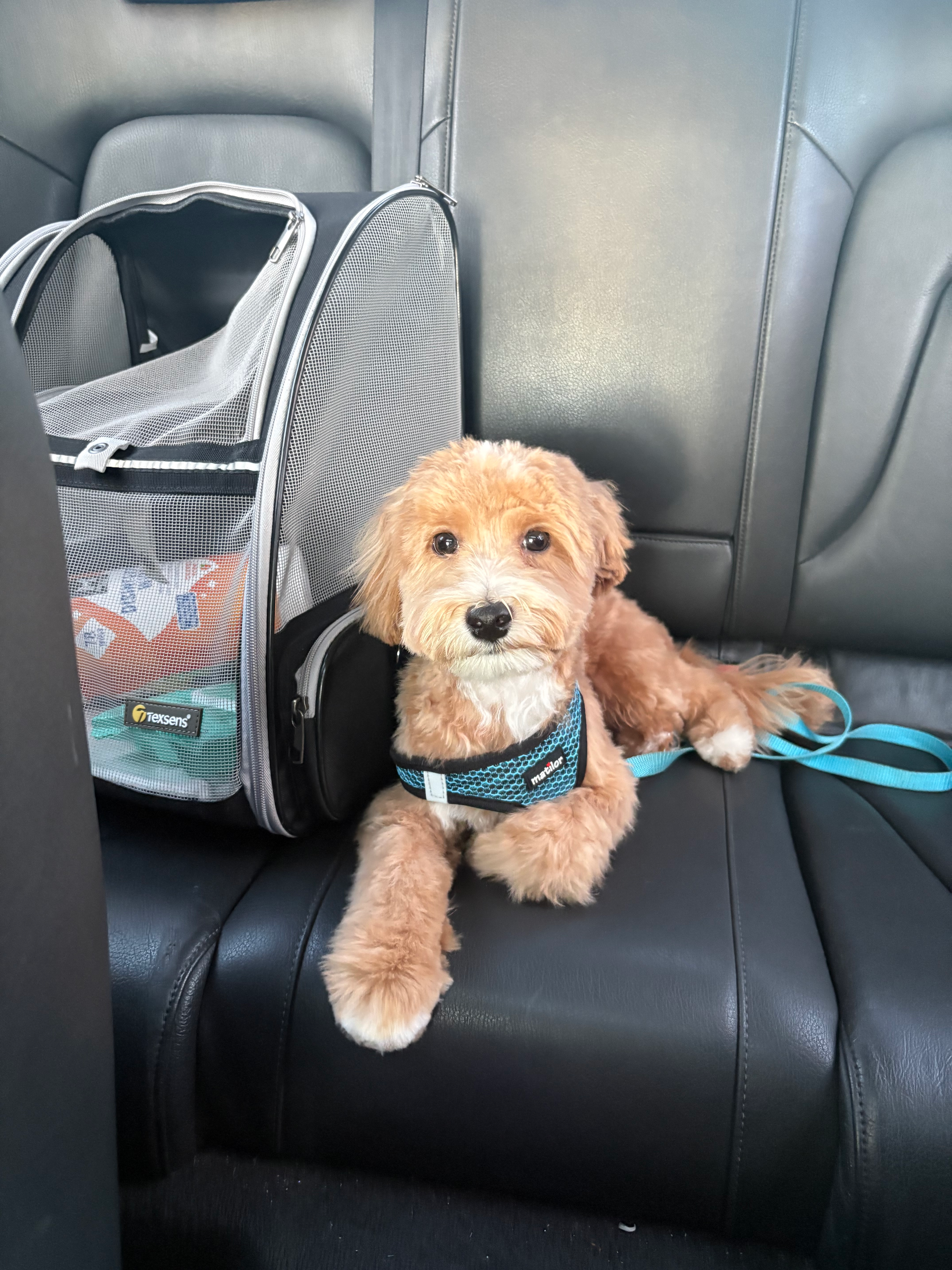 Best Maltipoo Baby