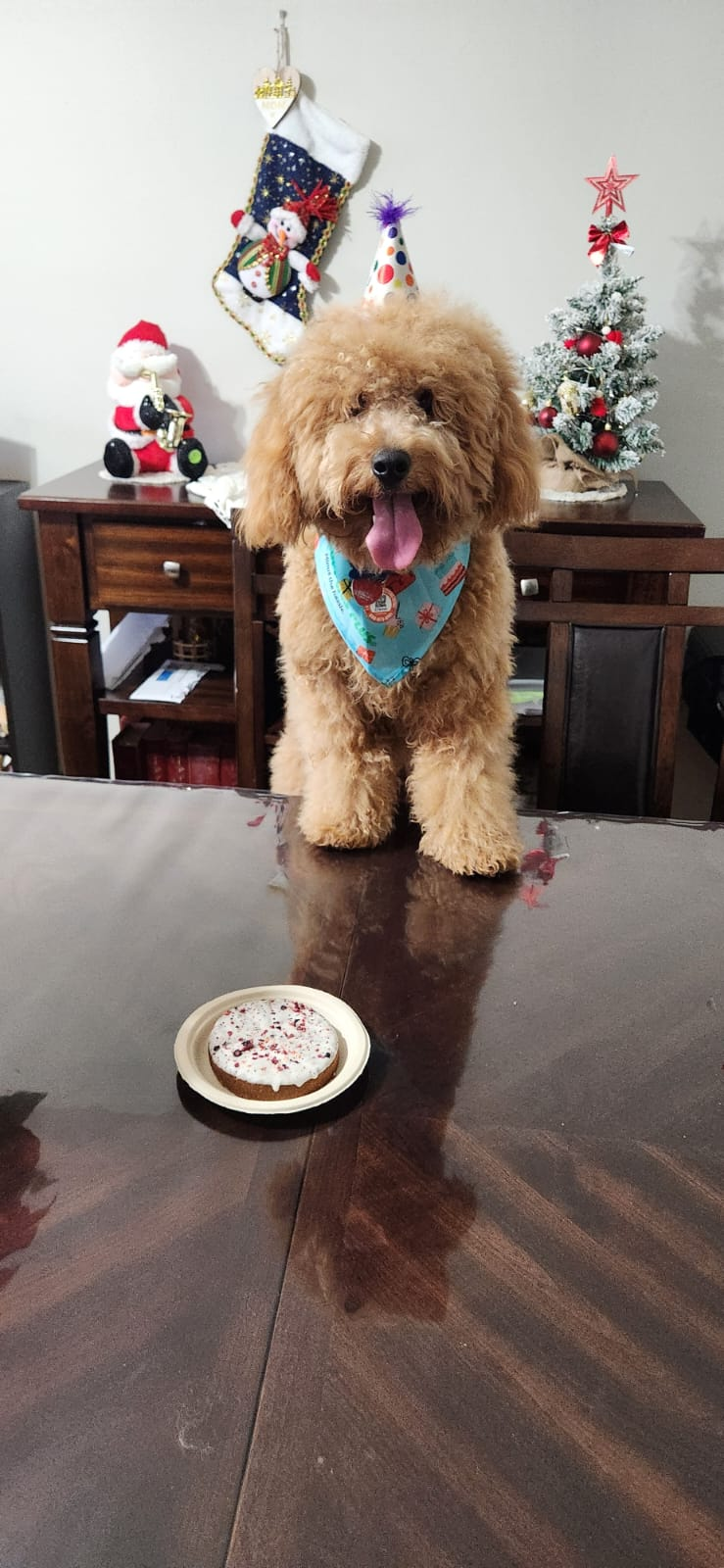 Mini Goldendoodle Pup Being Cute