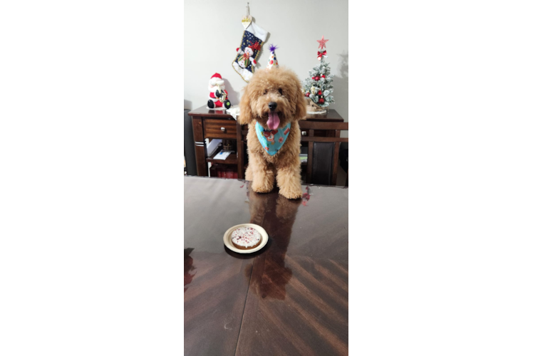 Mini Goldendoodle Pup Being Cute