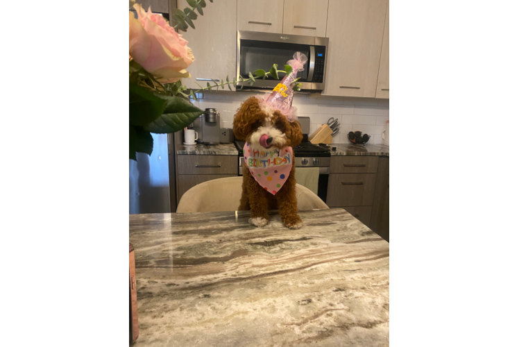 Poodle Pup Being Cute