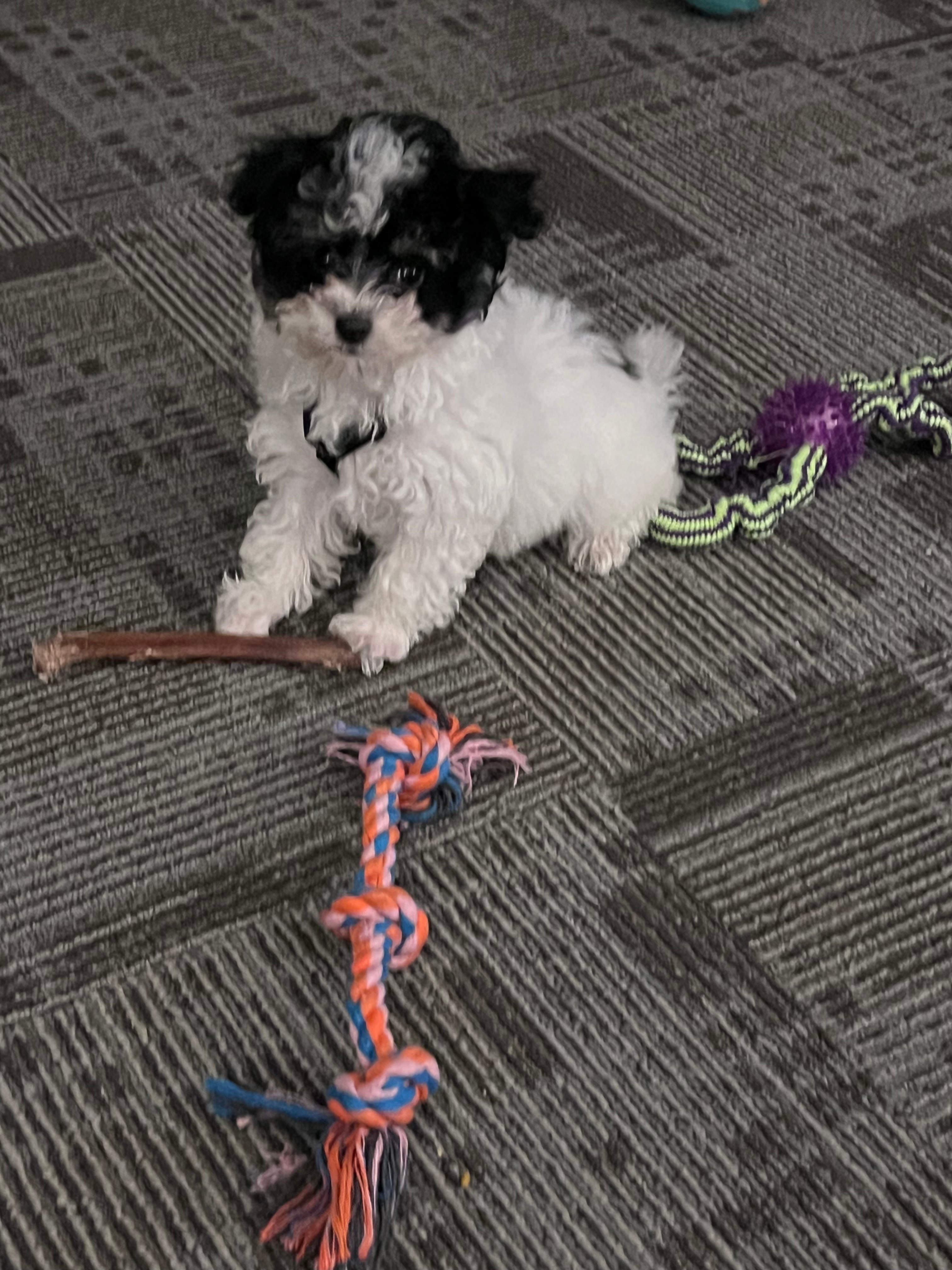 Hypoallergenic Havadoodle Poodle Mix Puppy