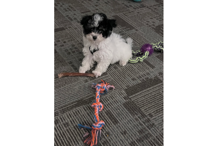 Hypoallergenic Havadoodle Poodle Mix Puppy