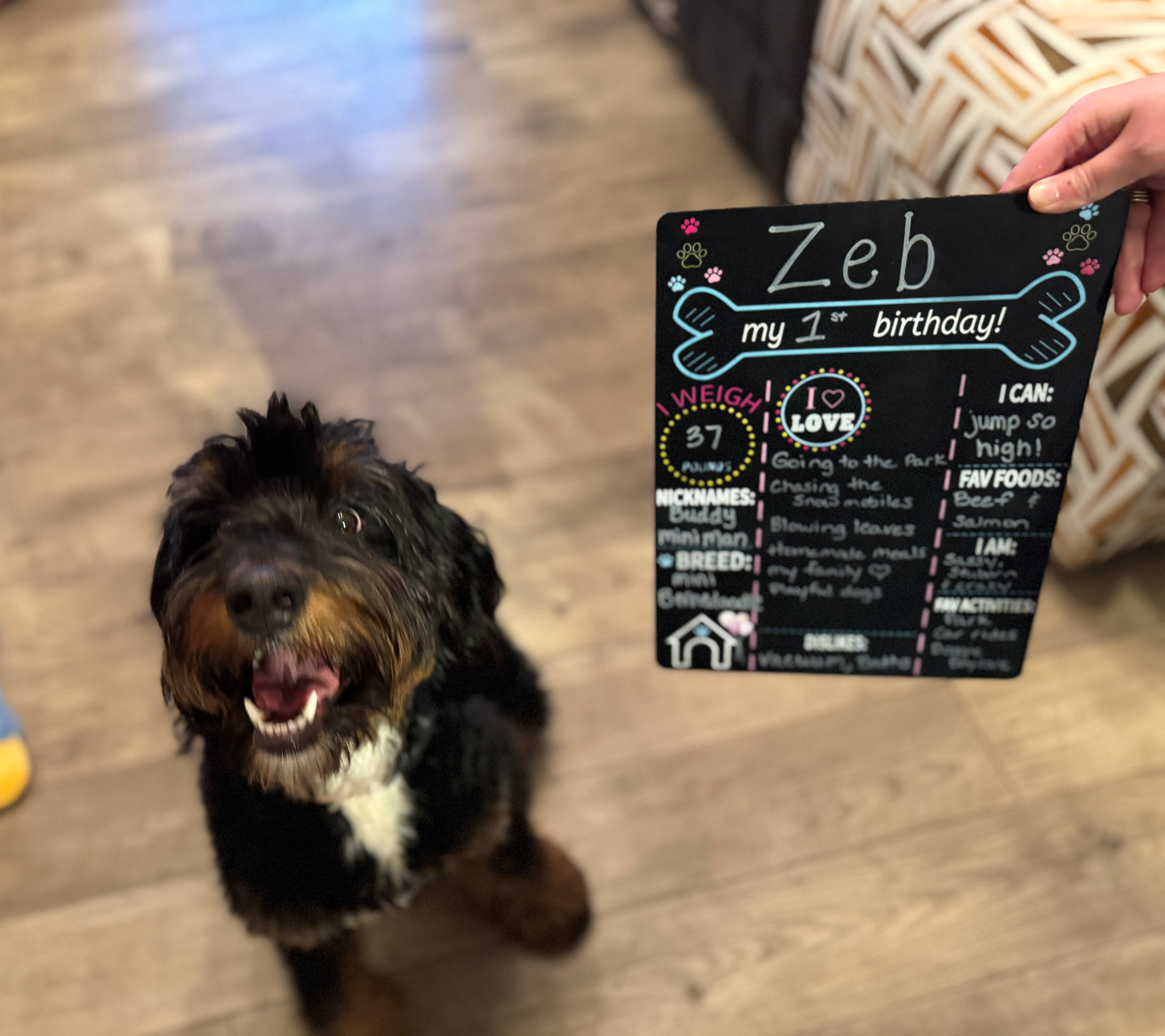 Mini Bernedoodle Pup Being Cute