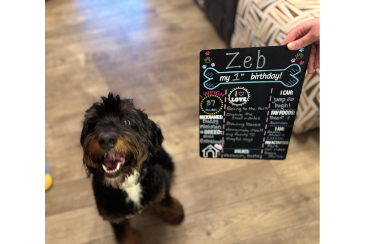 Mini Bernedoodle Pup Being Cute