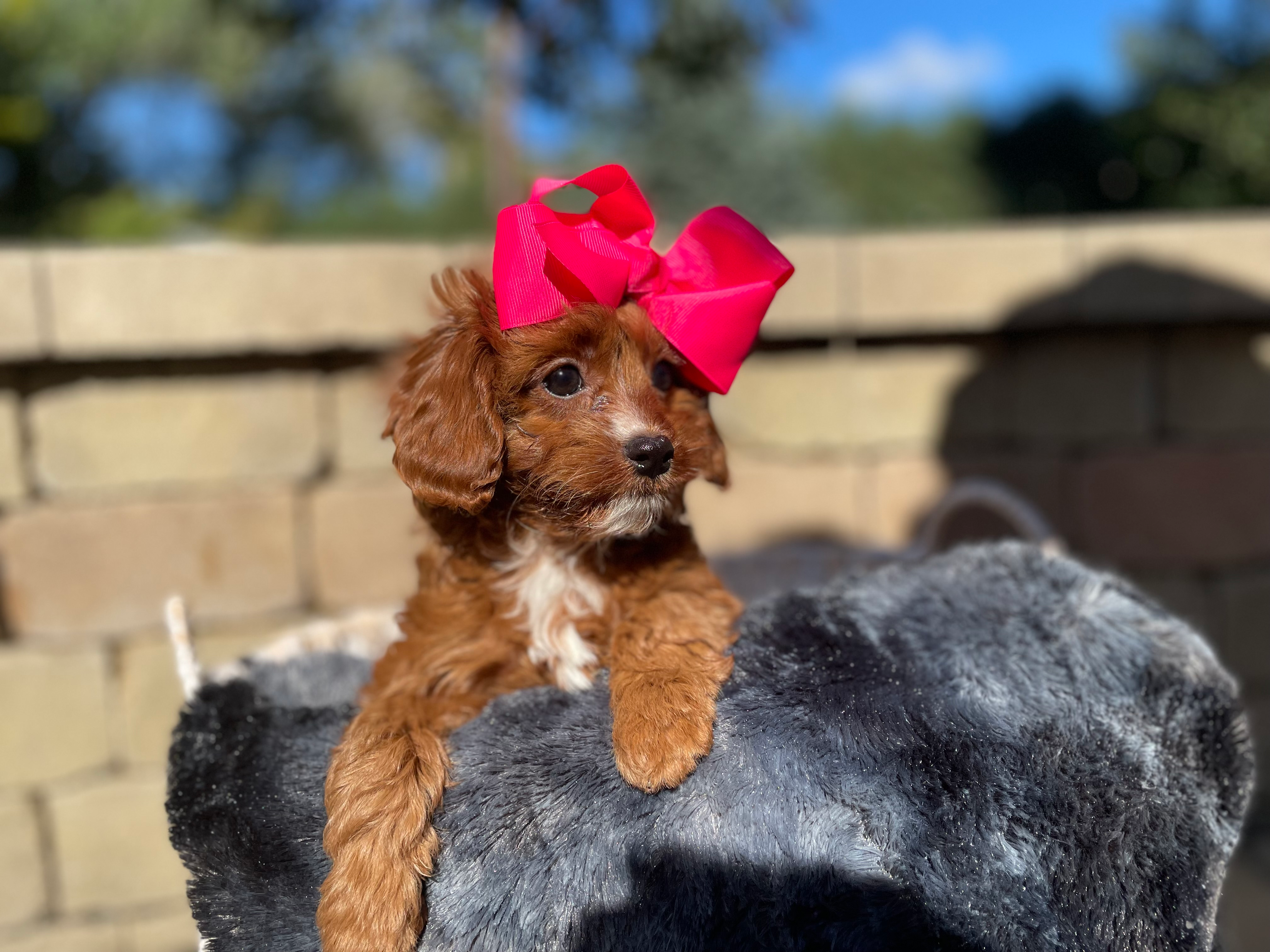 Smart Cavapoo Poodle Mix Pup