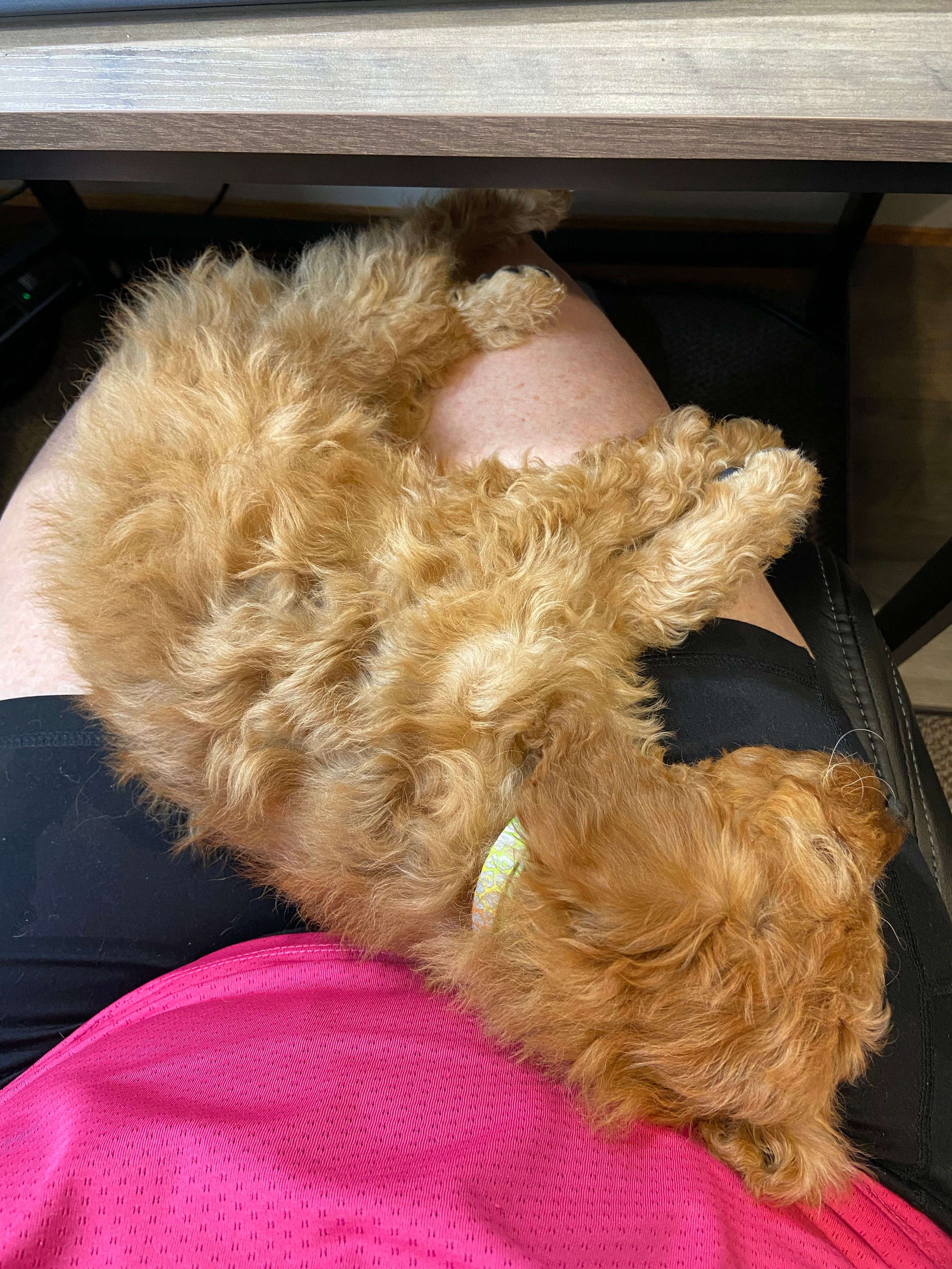 Playful Golden Retriever Poodle Mix Puppy