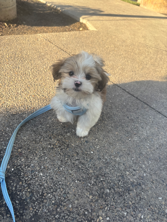 Teddy Bear