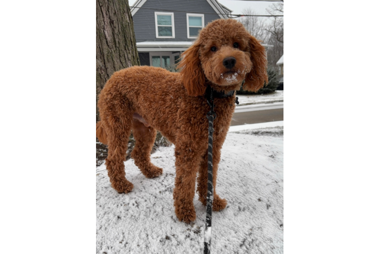 Best Mini Goldendoodle Baby