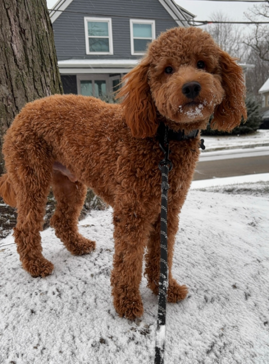 Mini Goldendoodle