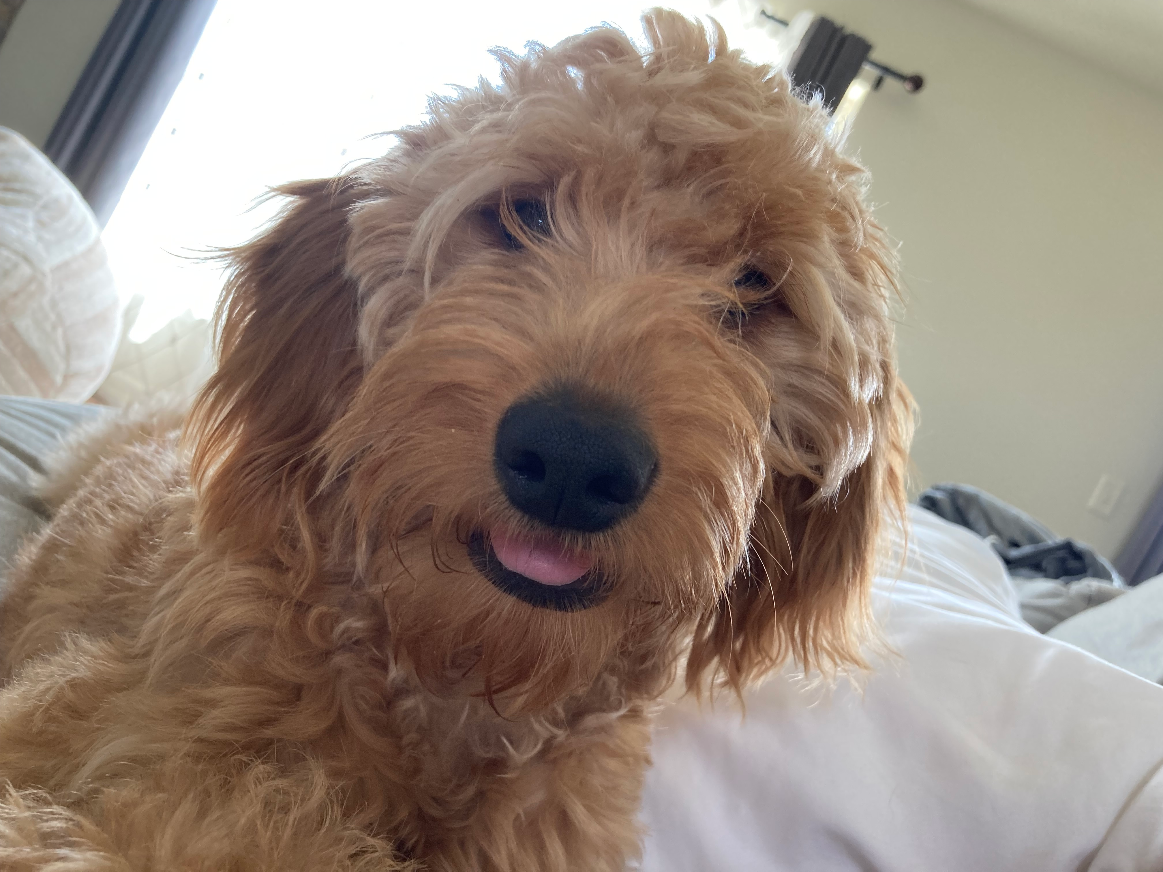 Mini Goldendoodle Puppy for Adoption