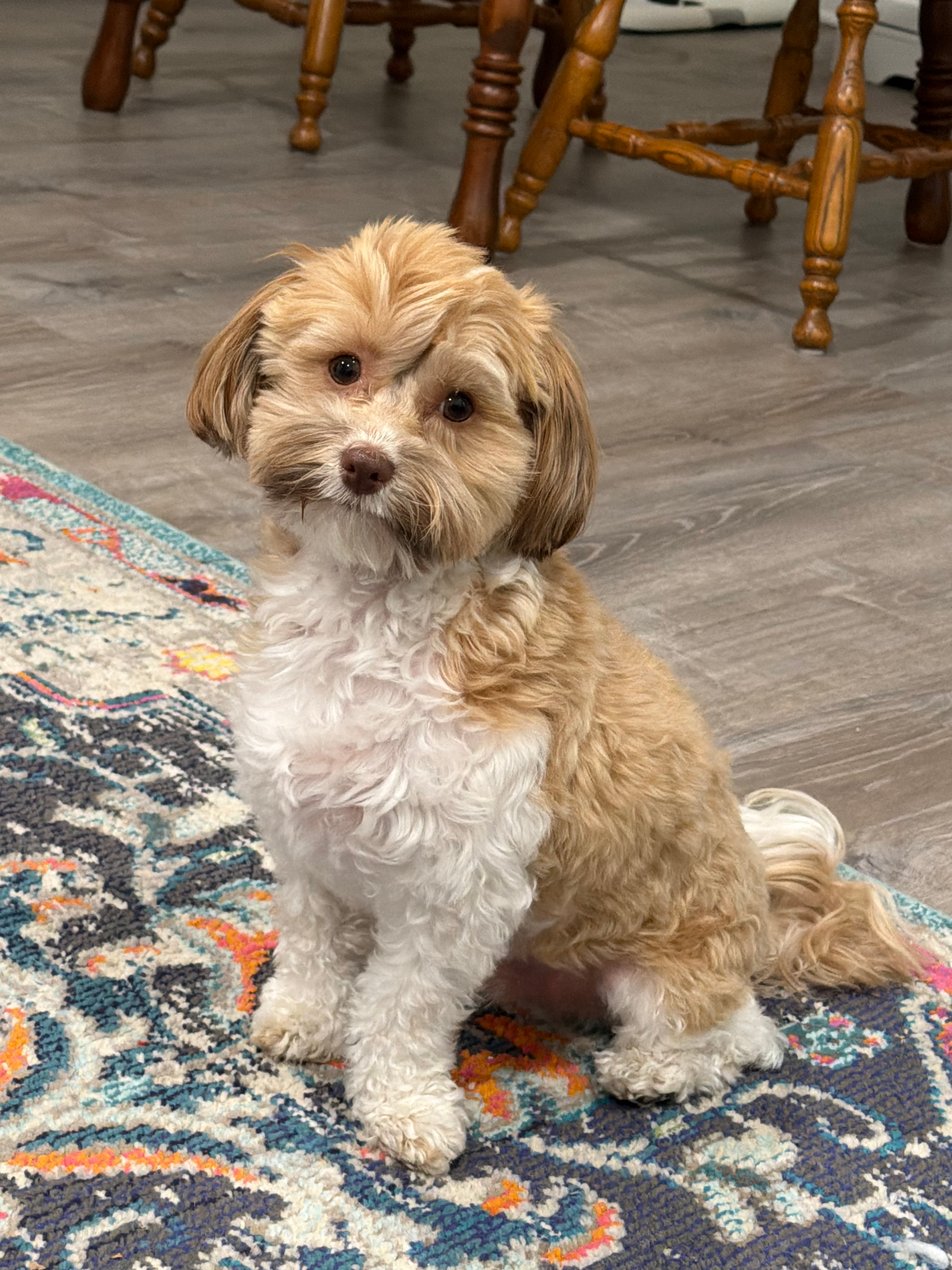 Akc Registered Havanese Purebred Pup