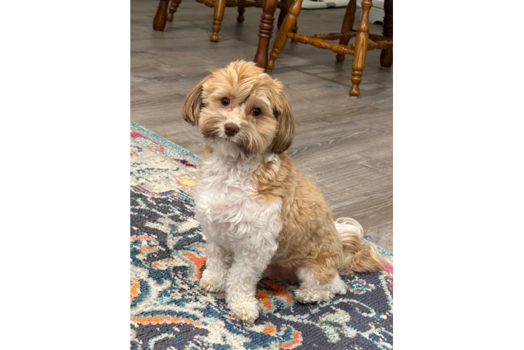 Akc Registered Havanese Purebred Pup