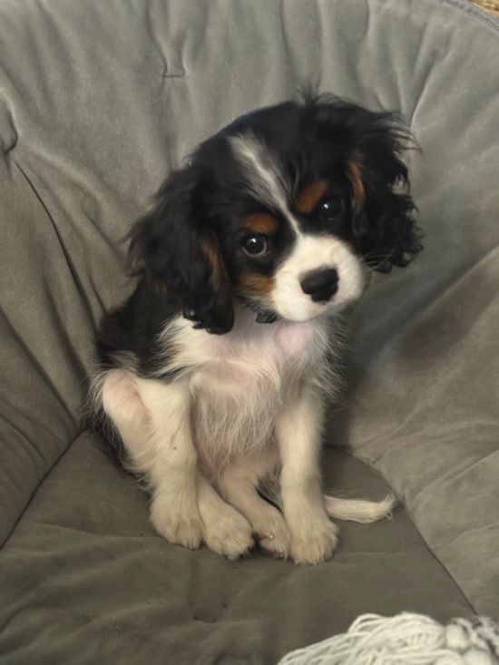 Cavalier King Charles Spaniel