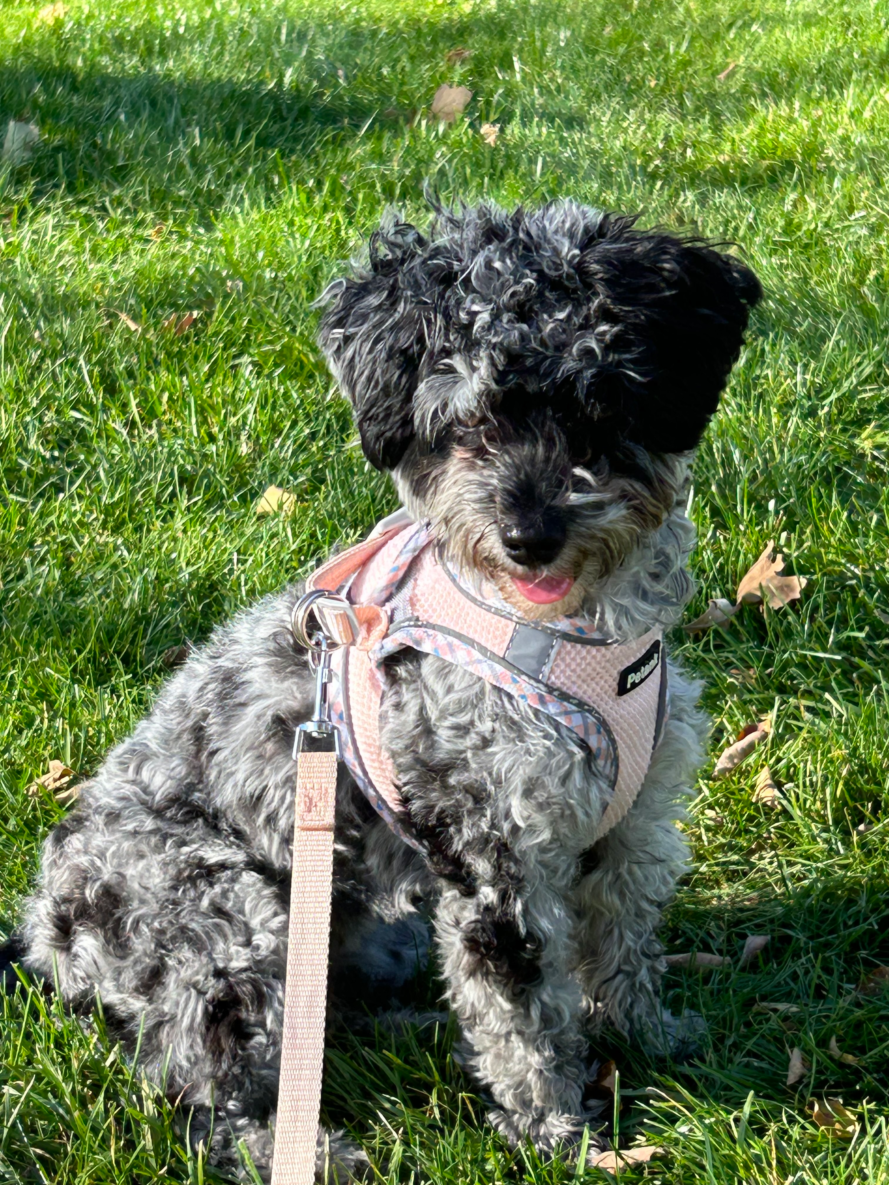 Petite Havapoo Poodle Mix Pup