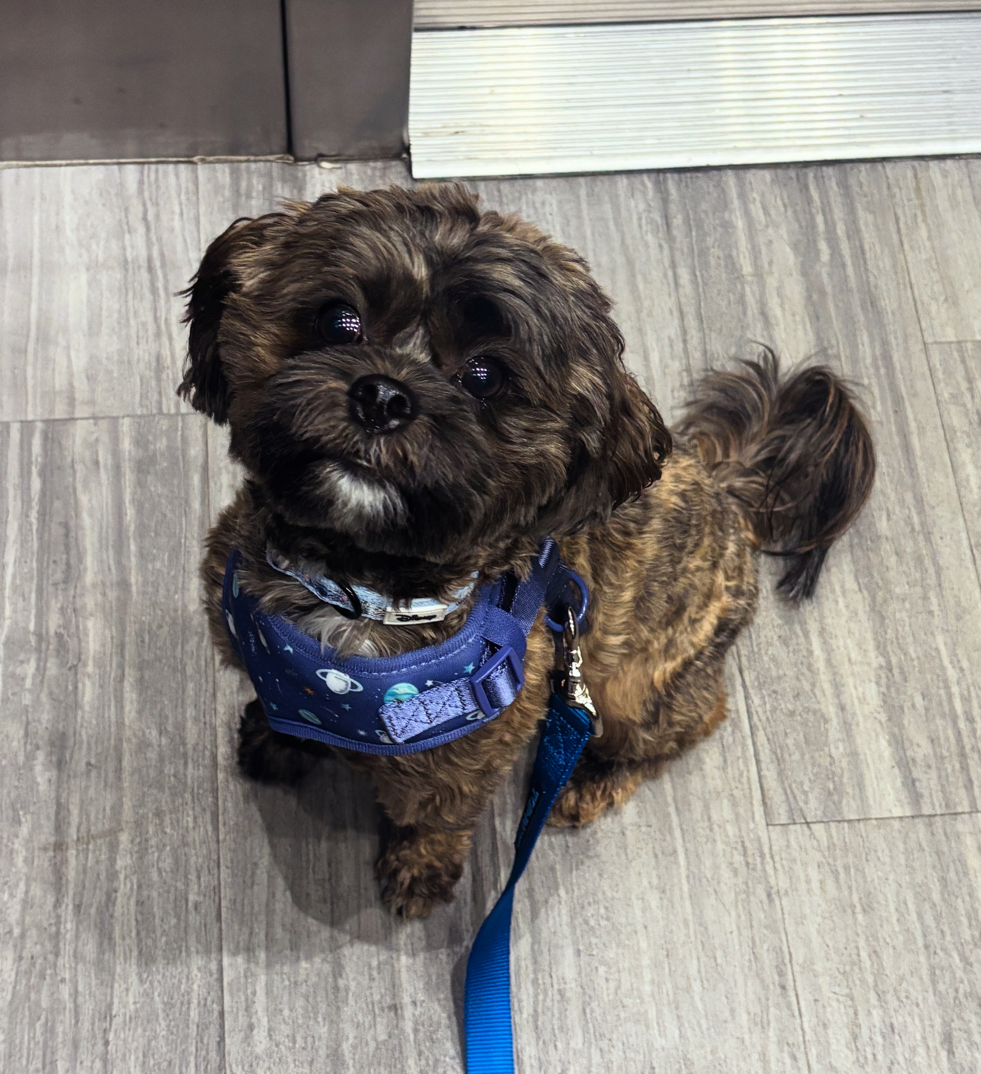 Small Shih Poo Baby