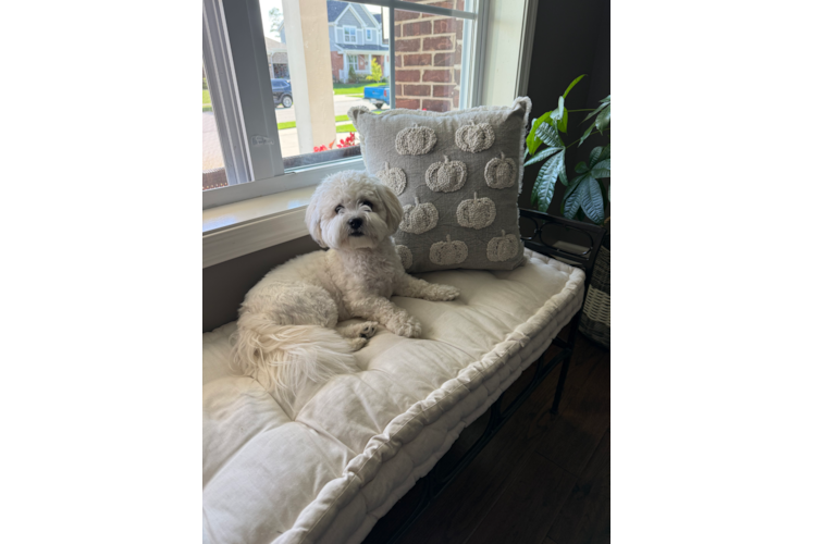 Little Shichon Designer Puppy