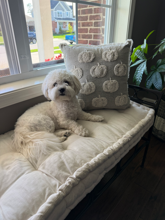Daisy