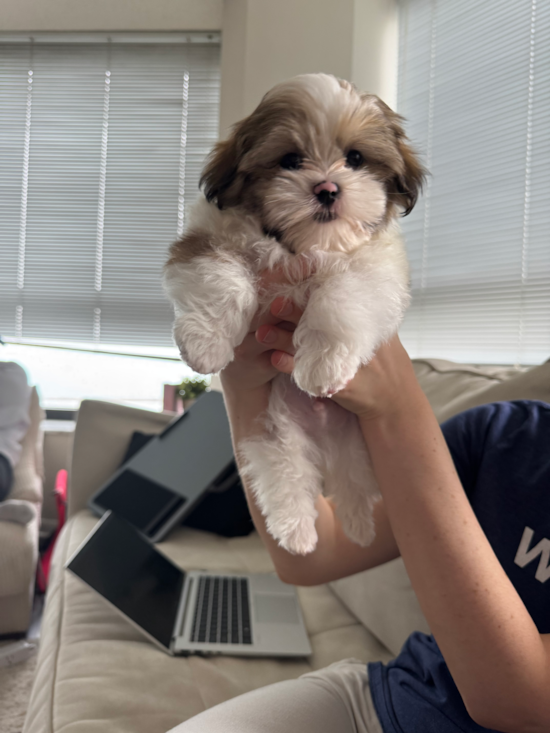 Teddy Bear