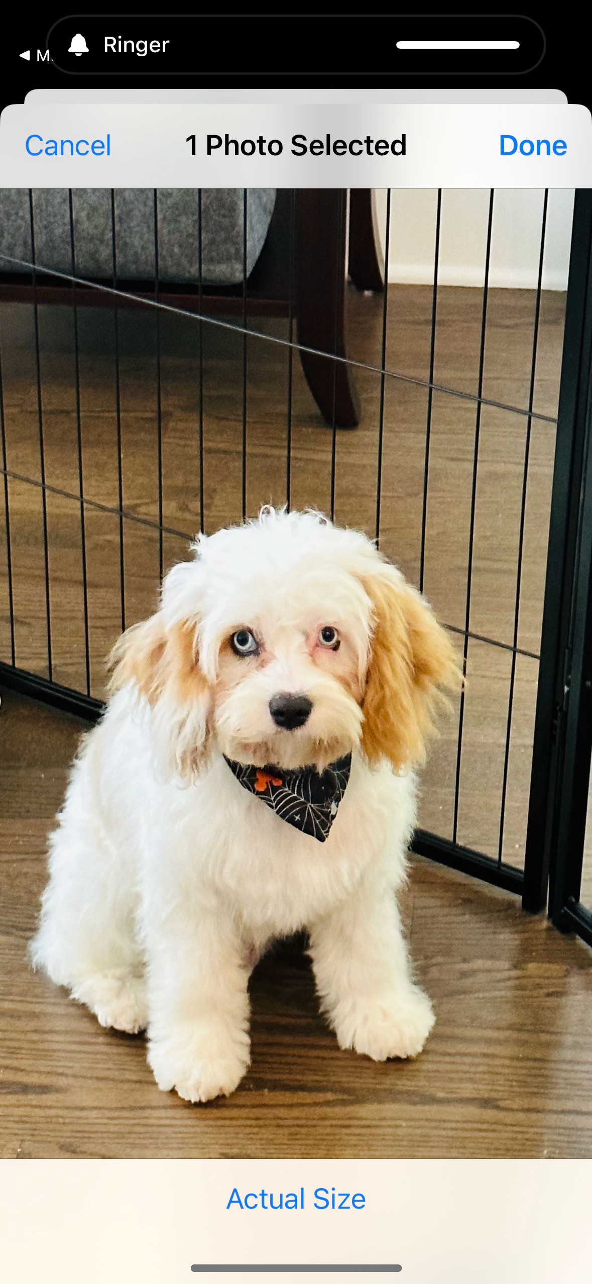 Cavapoo Pup Being Cute