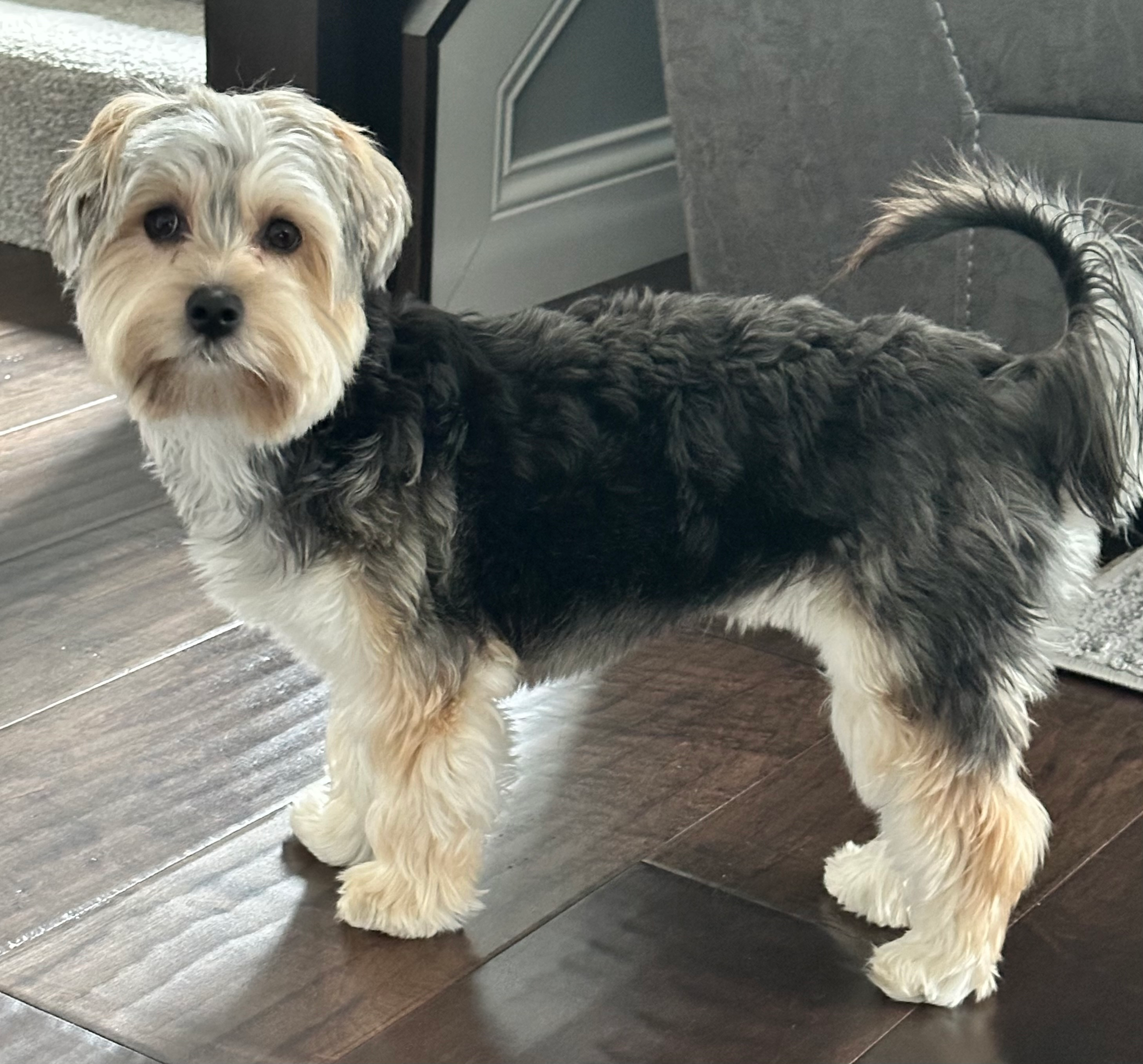 Happy Morkie Baby