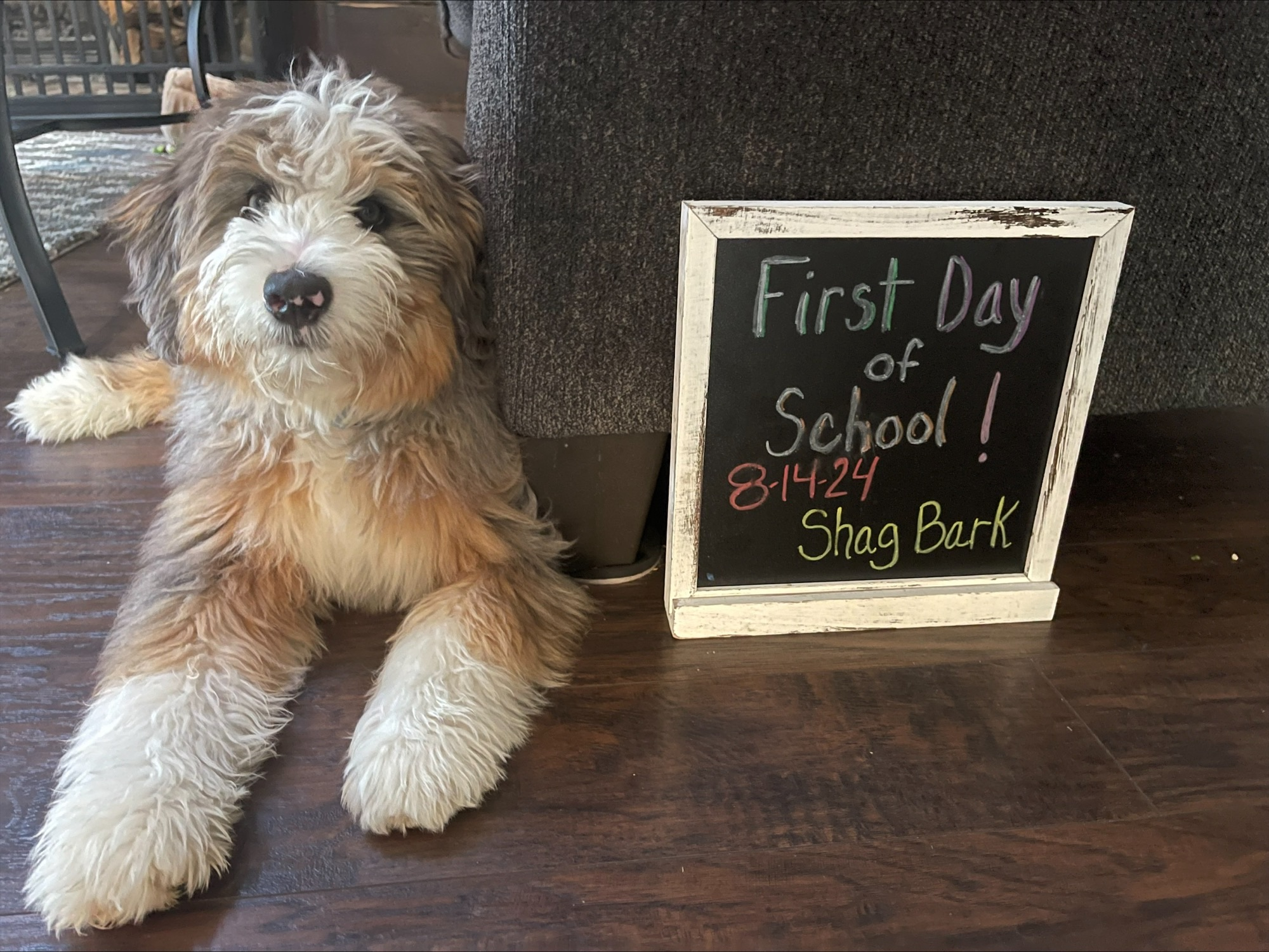 Adorable Bernadoodle Poodle Mix Puppy