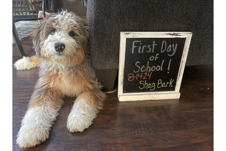 Adorable Bernadoodle Poodle Mix Puppy