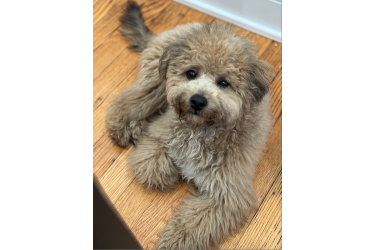 Best Poochon Baby