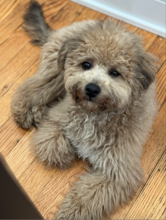 Poochon