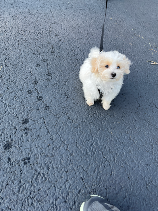 Maltipoo