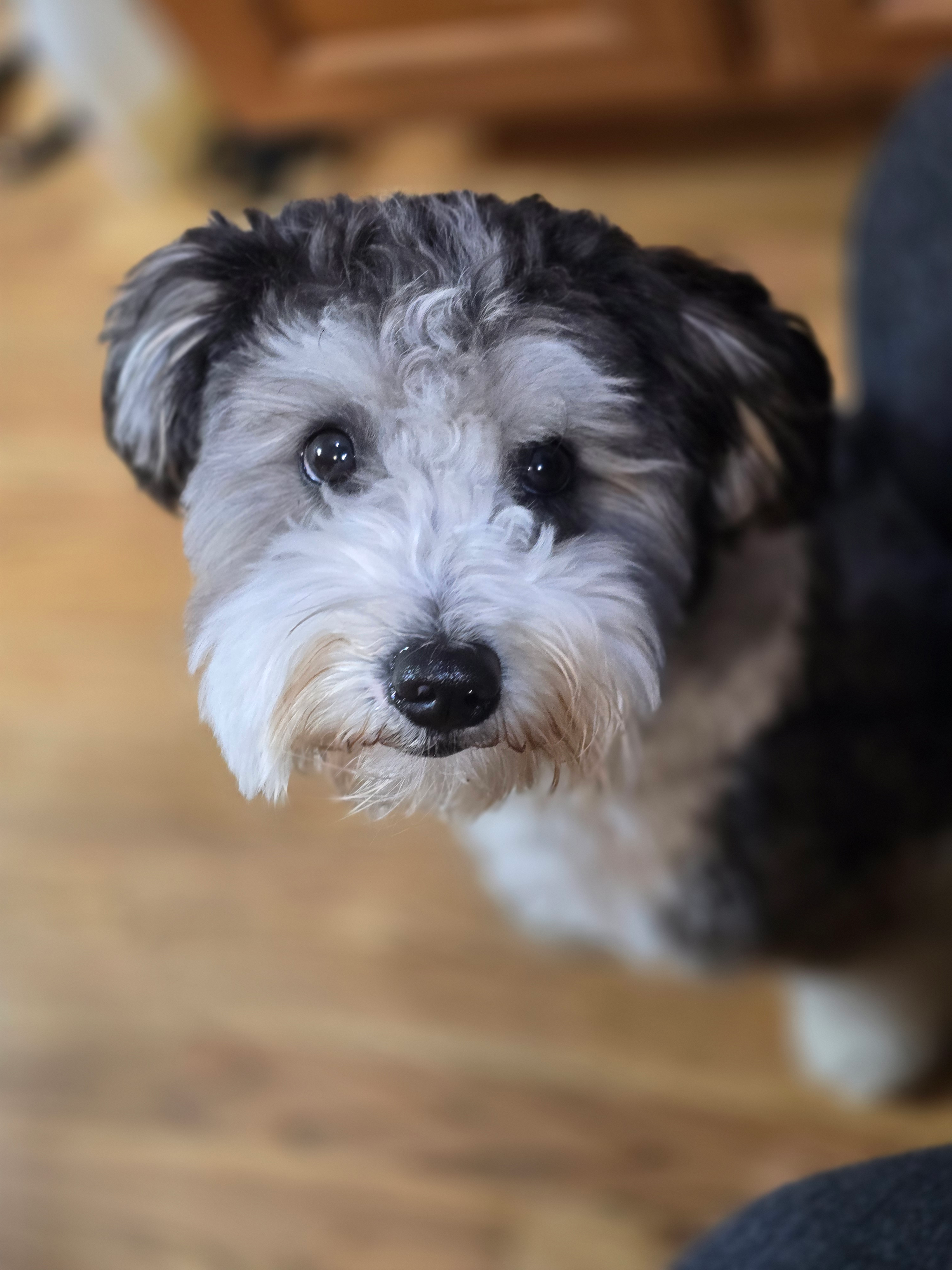 Smart Mini Aussiedoodle Poodle Mix Pup