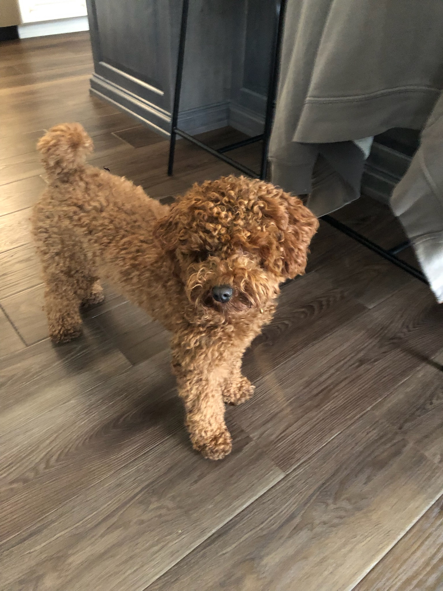 Akc Registered Poodle Purebred Pup