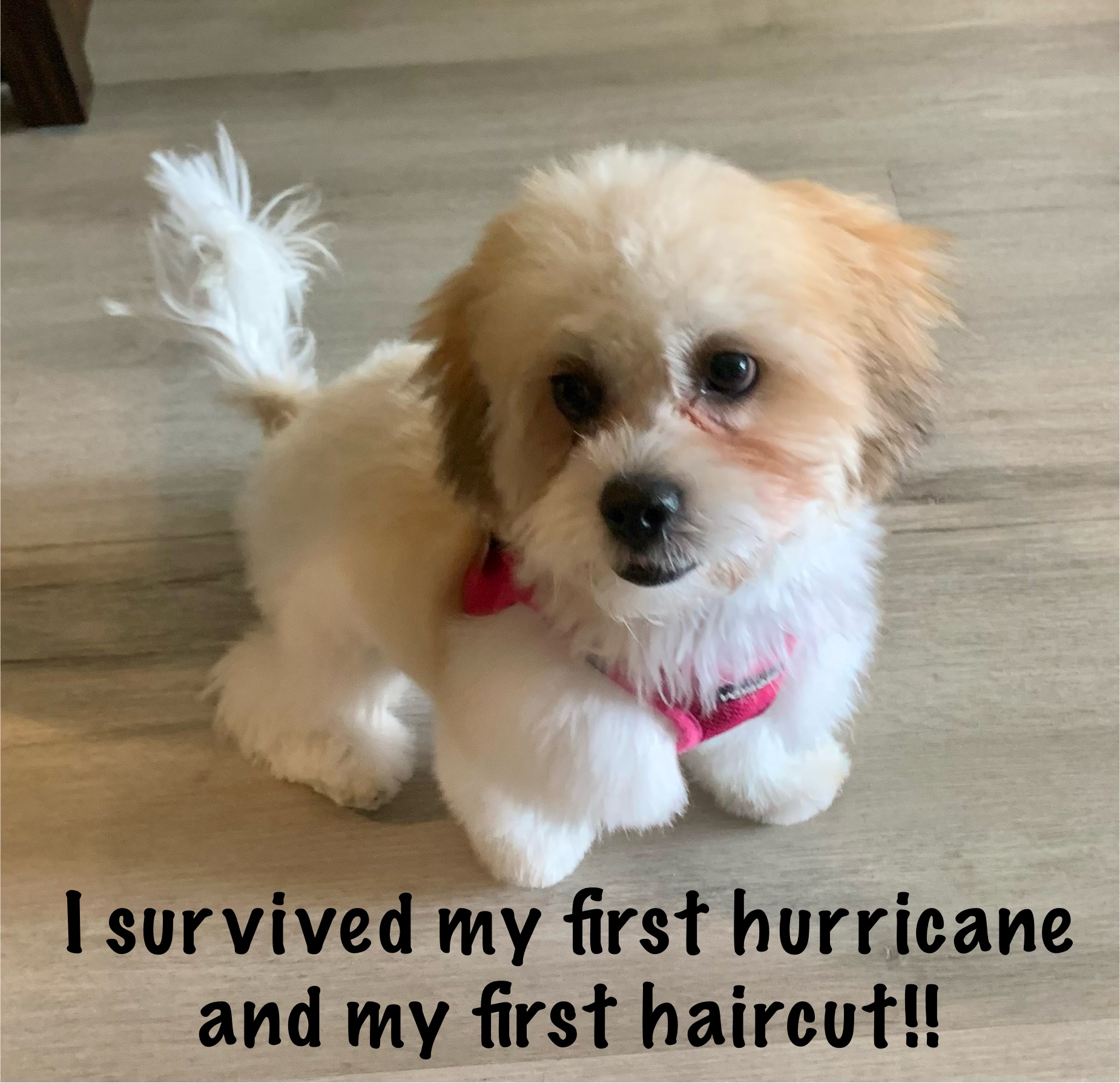 Teddy Bear Puppy for Adoption
