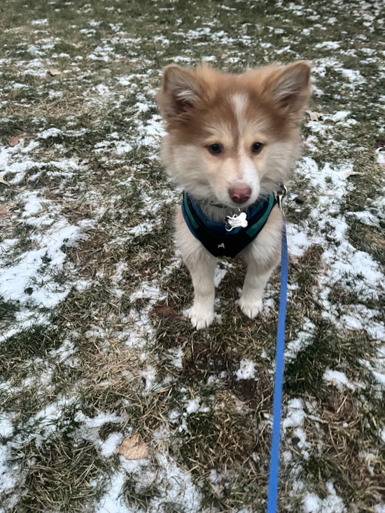 Pomsky