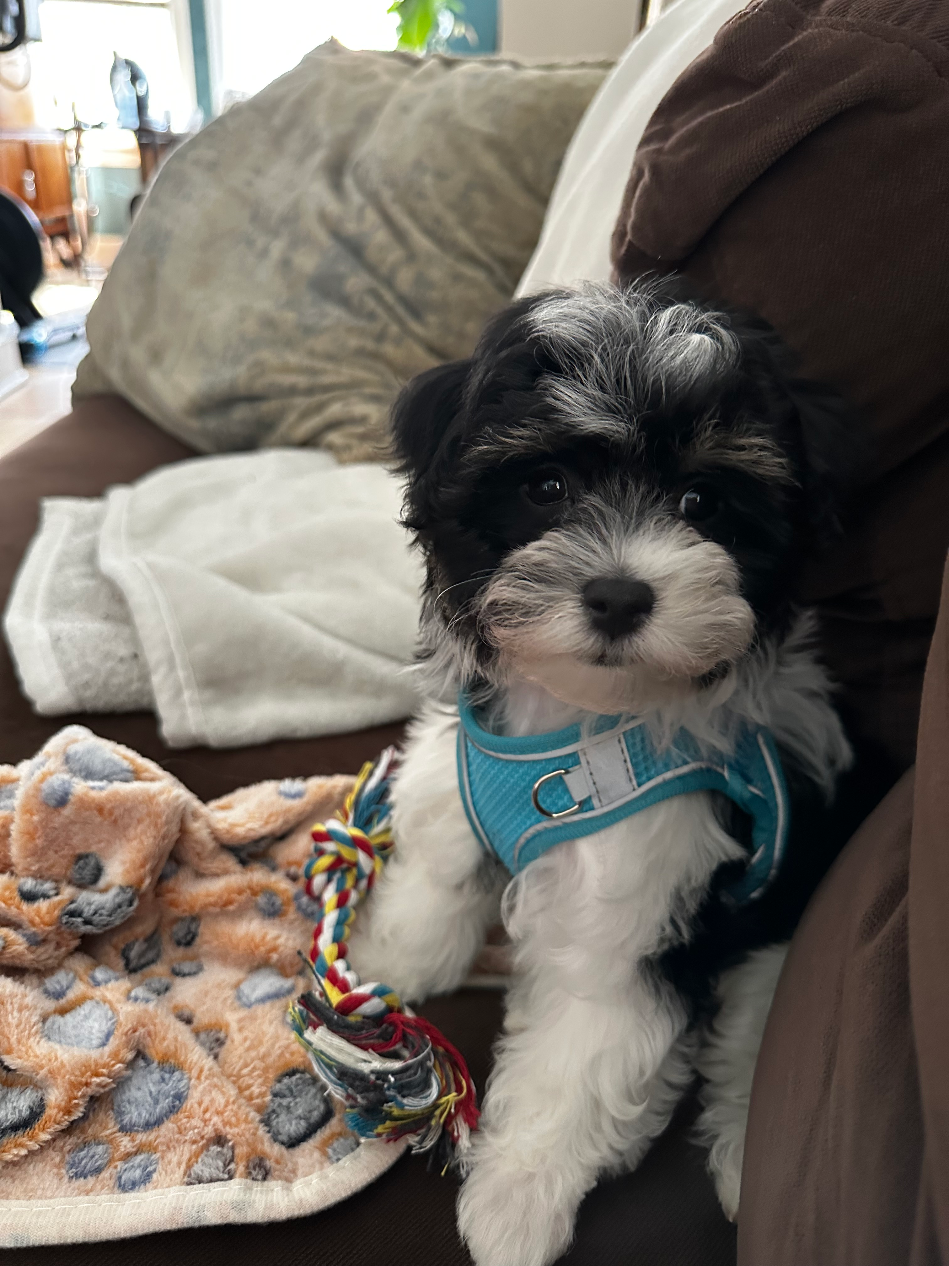 Fluffy Havapoo Poodle Mix Pup