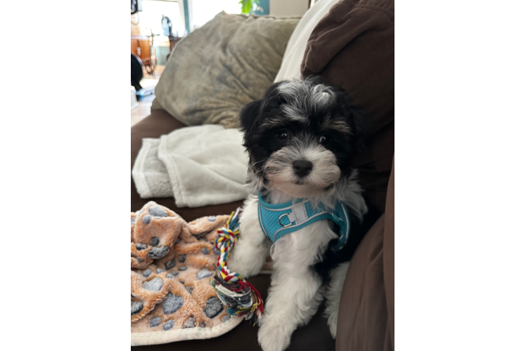 Fluffy Havapoo Poodle Mix Pup