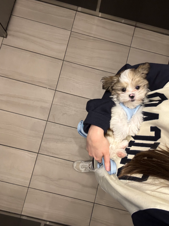Teddy Bear