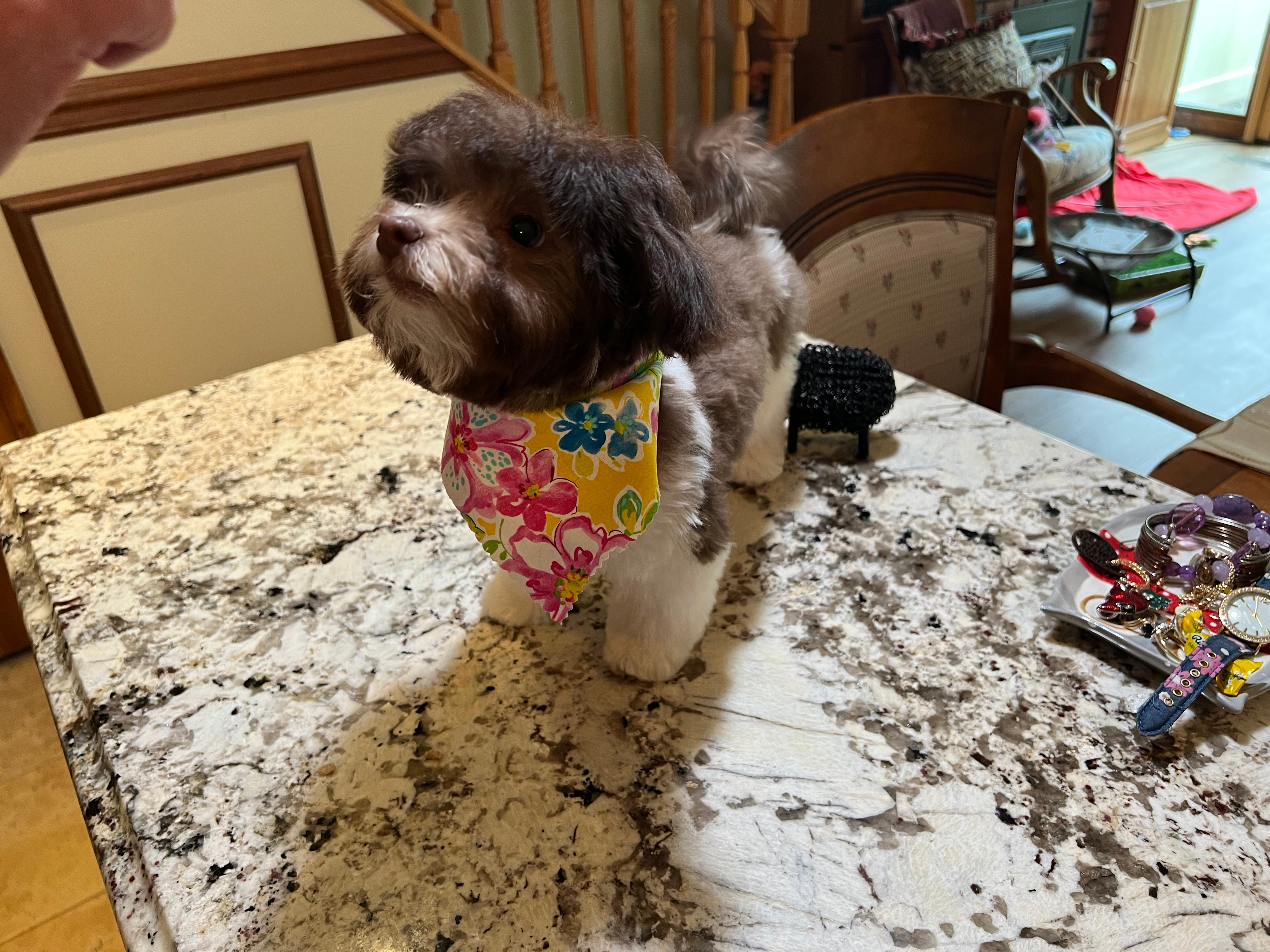 Friendly Havanese Baby
