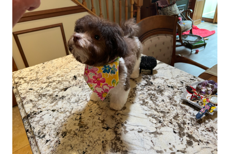 Friendly Havanese Baby