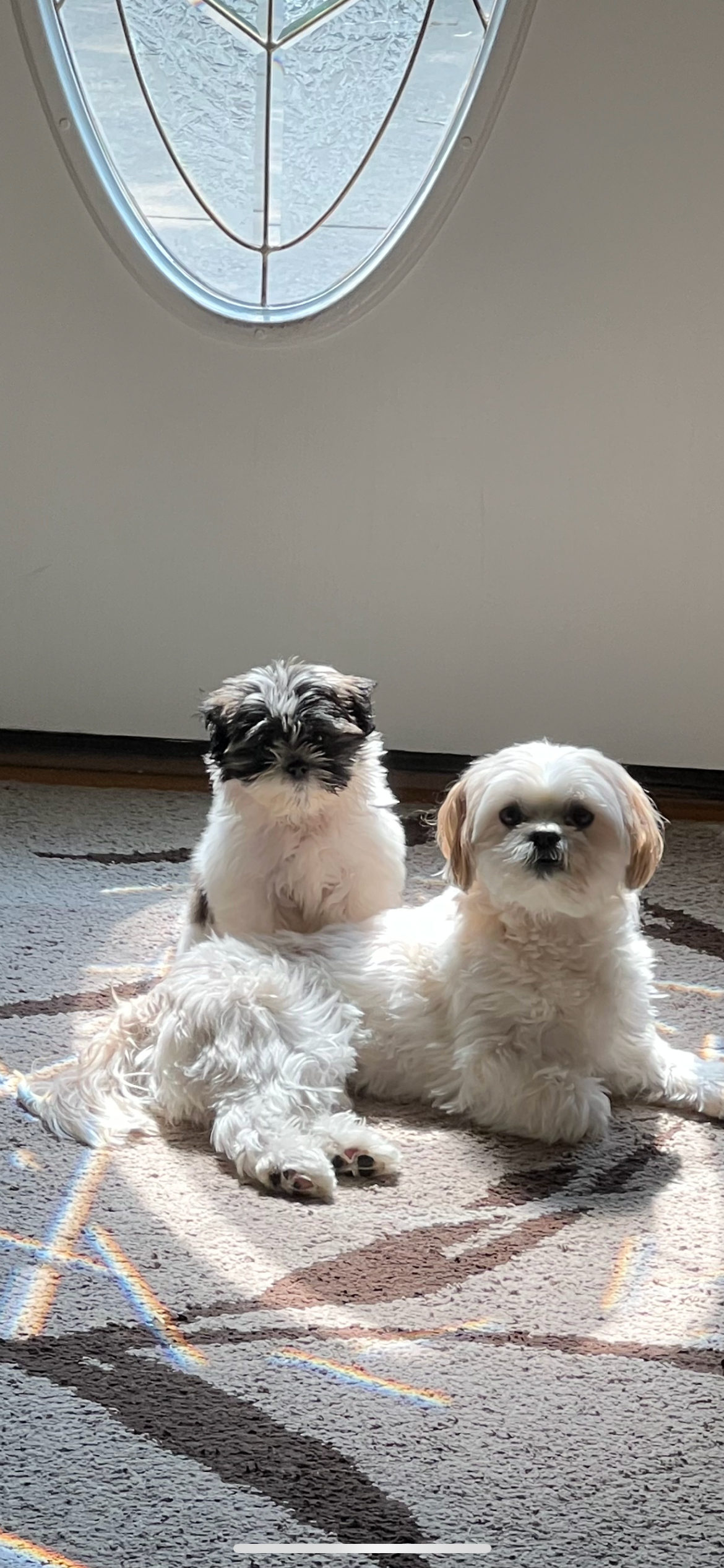 Teddy Bear Pup Being Cute