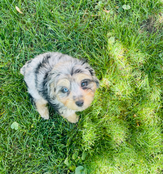 Mini Aussiedoodle