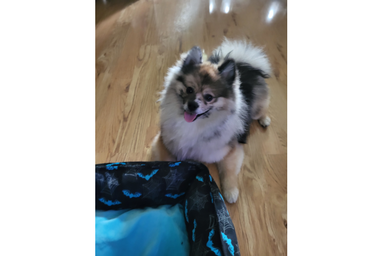 Petite Swergspitz Purebred Puppy
