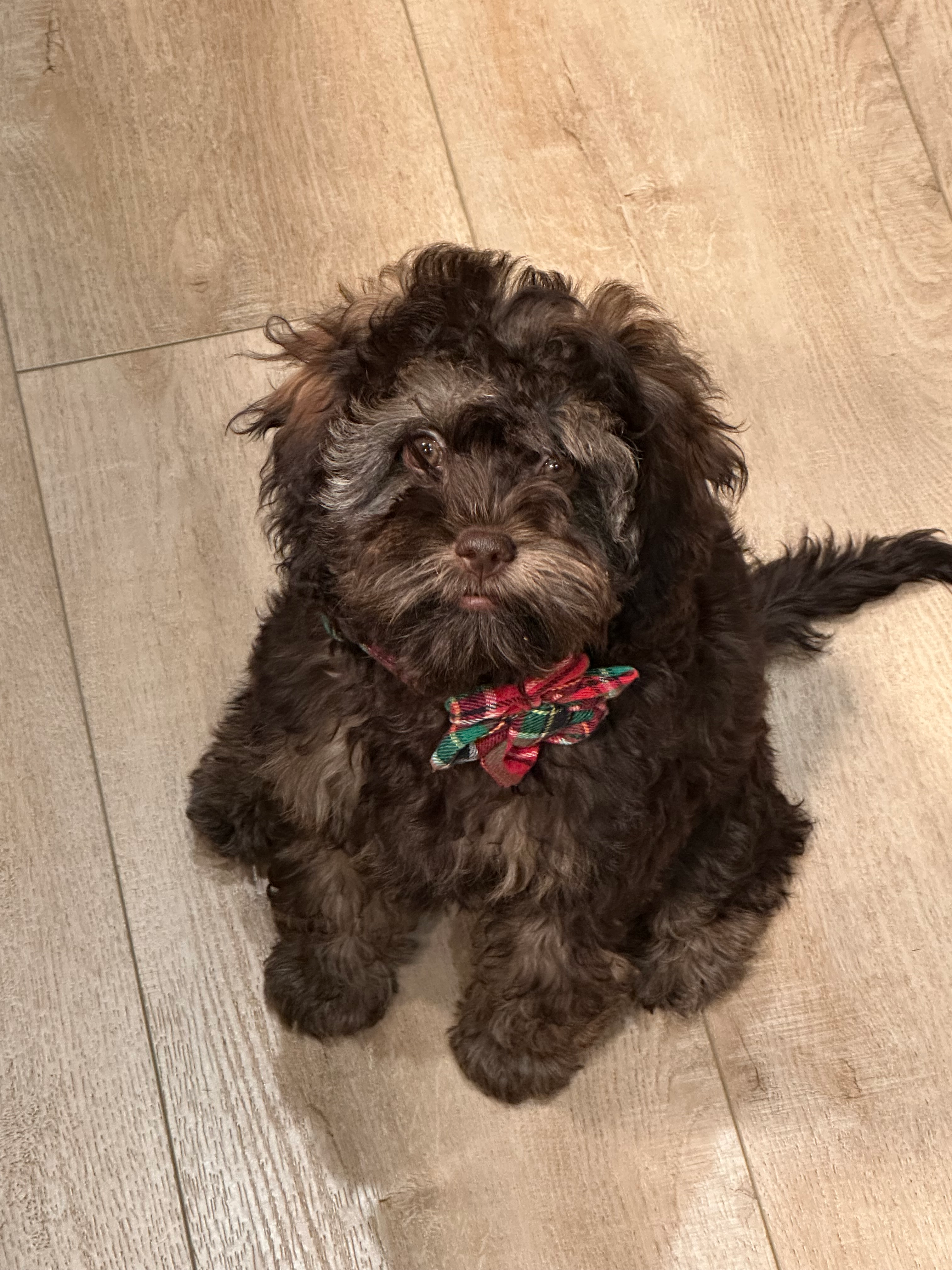 Petite Cockapoo Poodle Mix Pup
