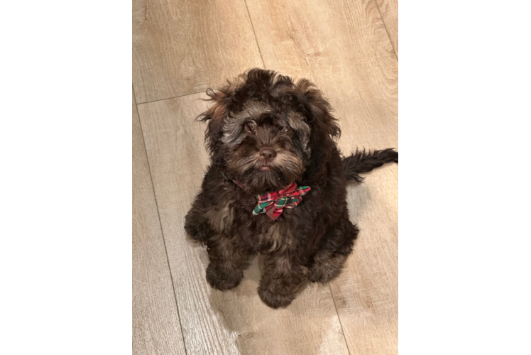 Petite Cockapoo Poodle Mix Pup