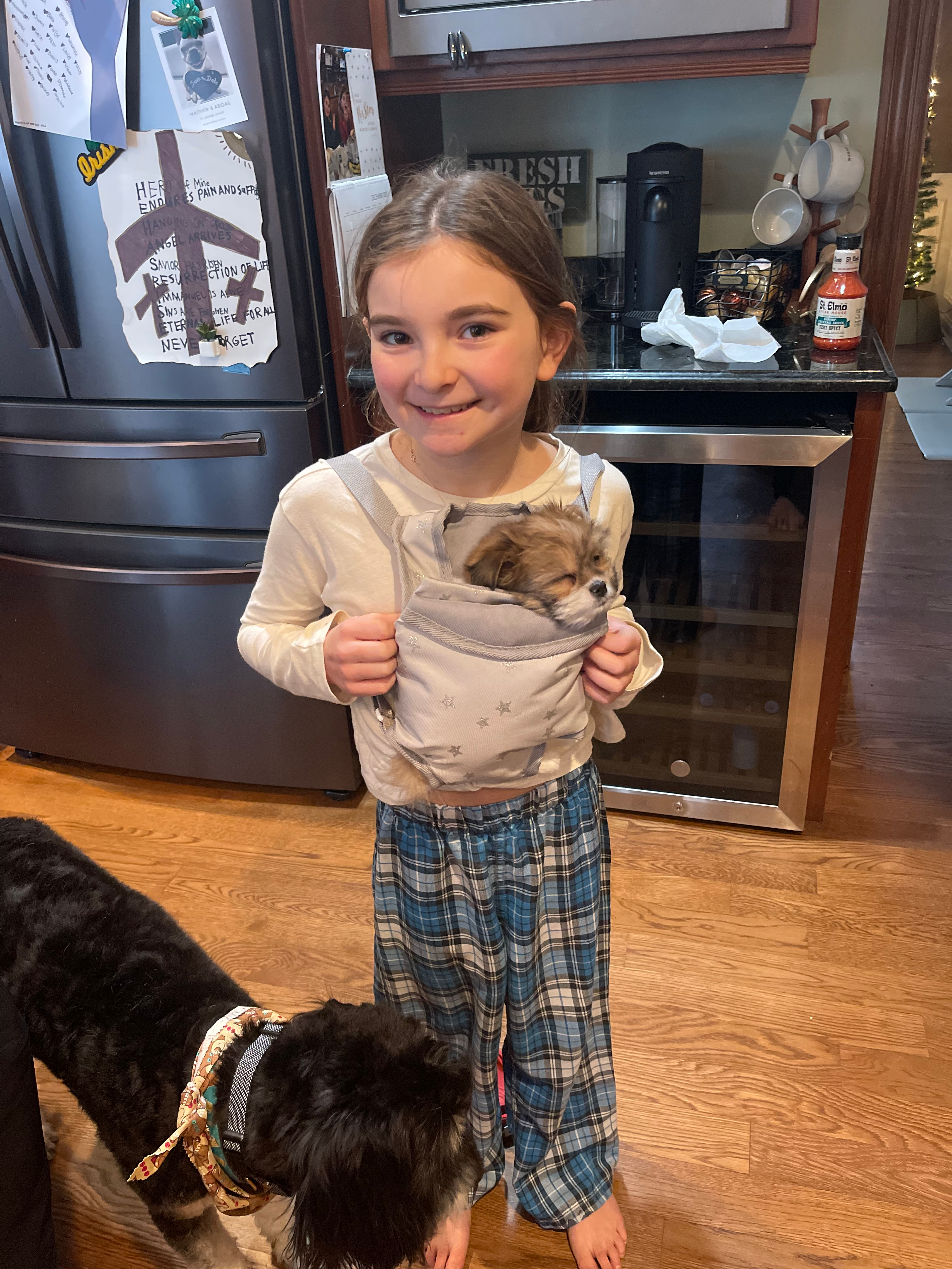 Shih Pom Puppy for Adoption