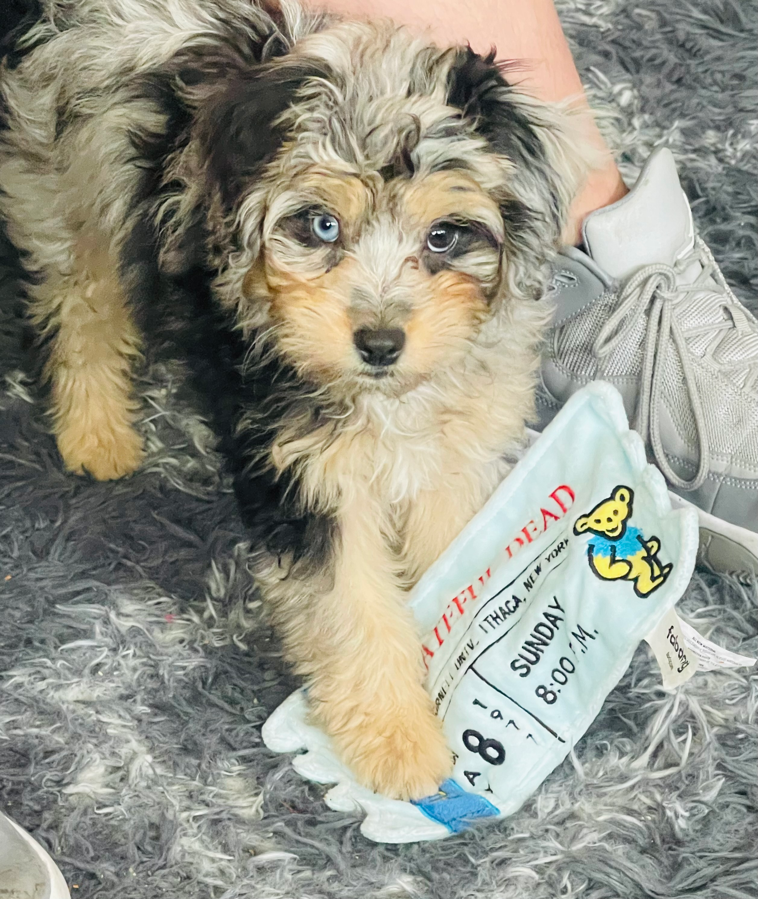Mini Aussiedoodle Pup Being Cute