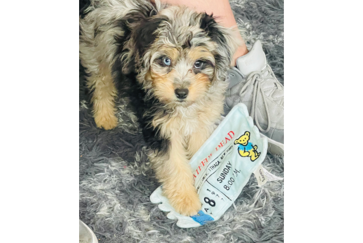 Mini Aussiedoodle Pup Being Cute