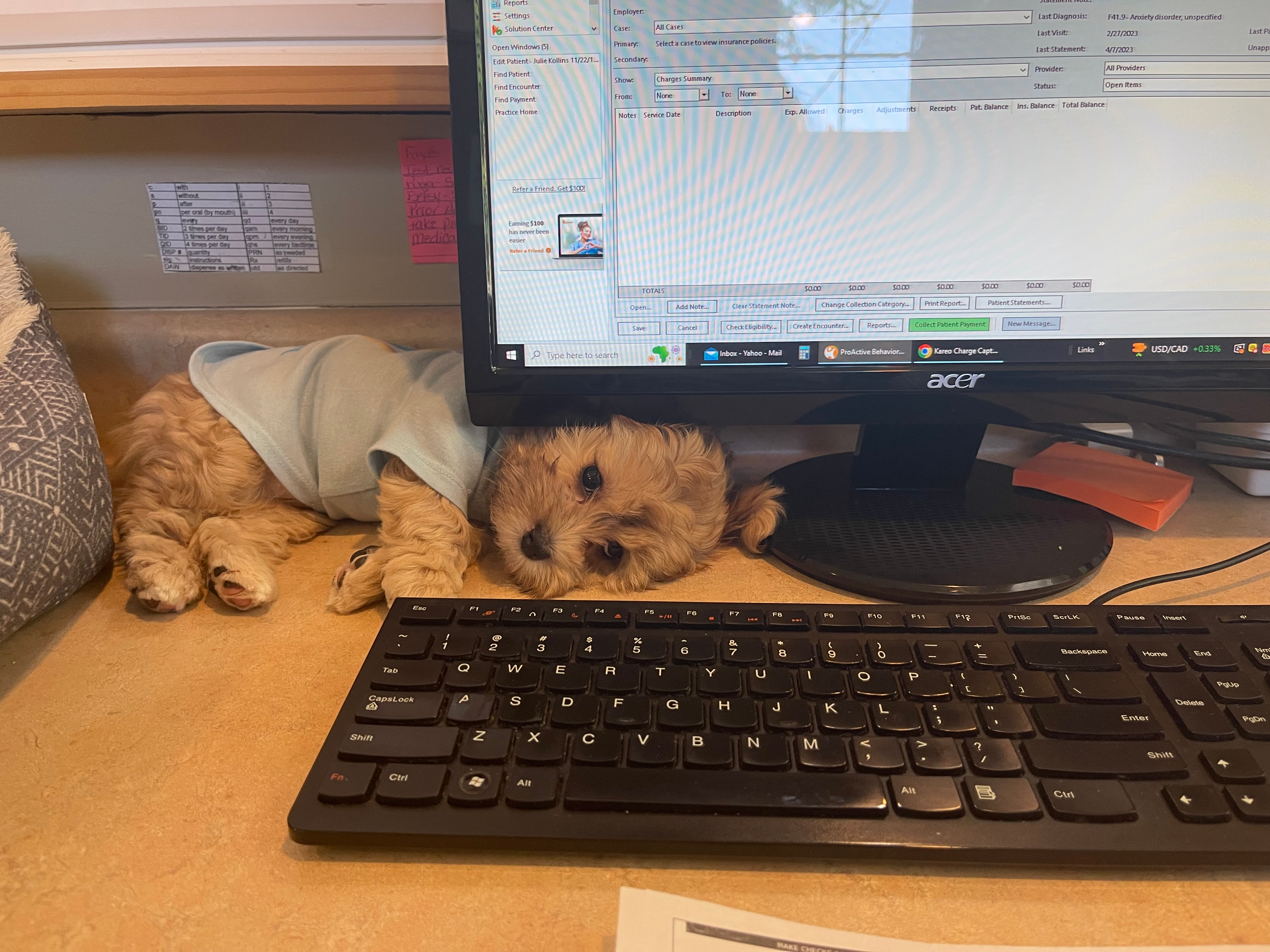 Best Shih Poo Baby