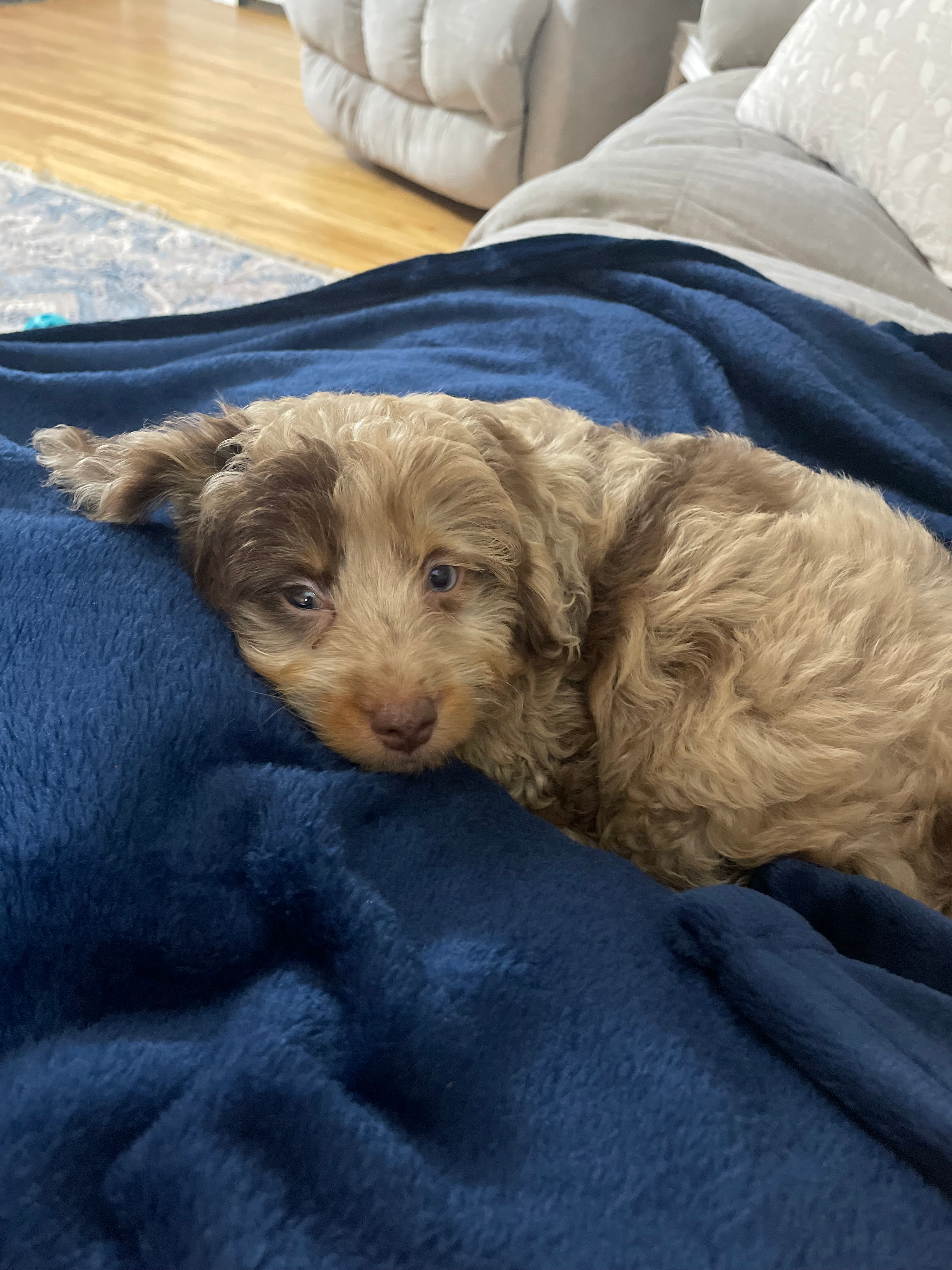 Best Mini Aussiedoodle Baby